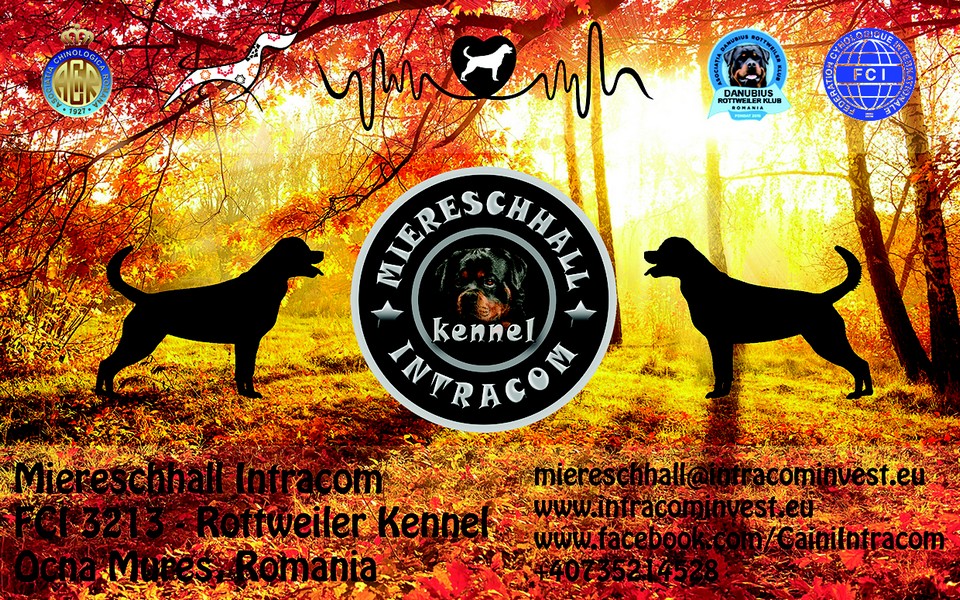 Canisa Miereschhall Intracom - Rottweiler